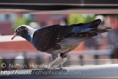A pigeon on the bridge over Clear Creek in Golden, CO